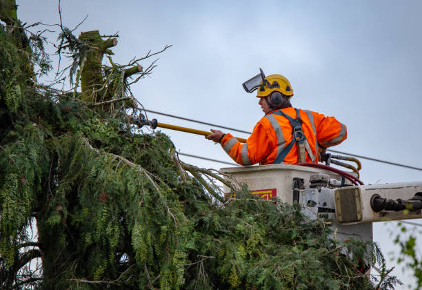 Best Hazardous Tree Removal  in Newstle, CA