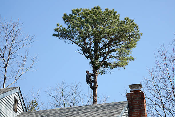 Best Tree Trimming and Pruning  in Newstle, CA