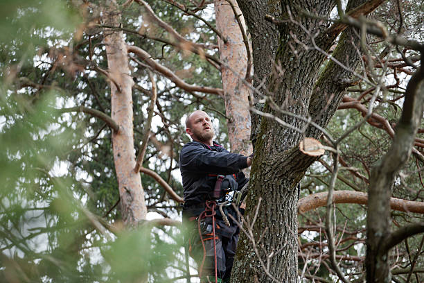 Best Emergency Tree Removal  in Newstle, CA